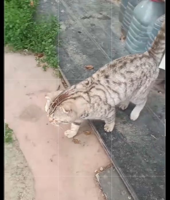 Шерхан вислоухий шотландец