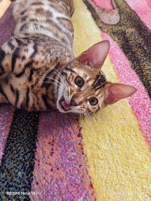 Бенгальский котёнок