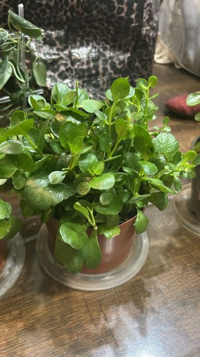 Срочно продается каланхоэ с доставкой