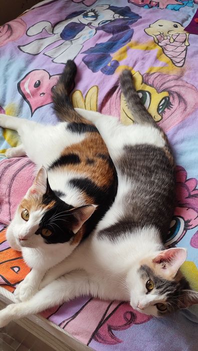 Котята ищут дом. Котёнок