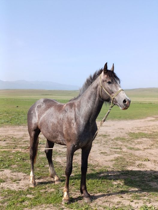 Срочно продам молодого жеребеца