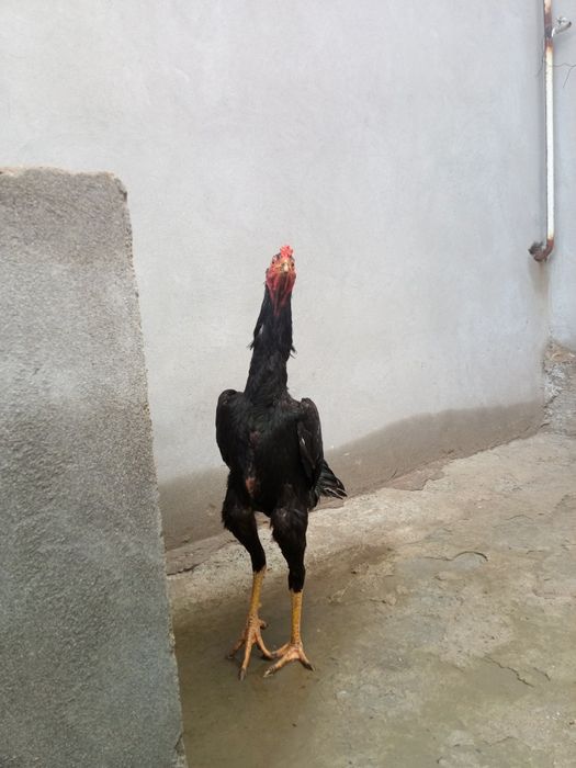 Дакан Хуроз сотилади нархи700.000сум