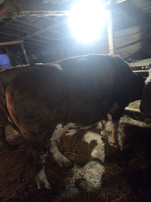 Vaca de vânzare gestanta