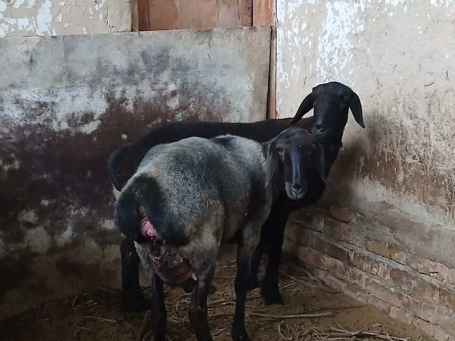 Sovliq qo'y bolasi bilan