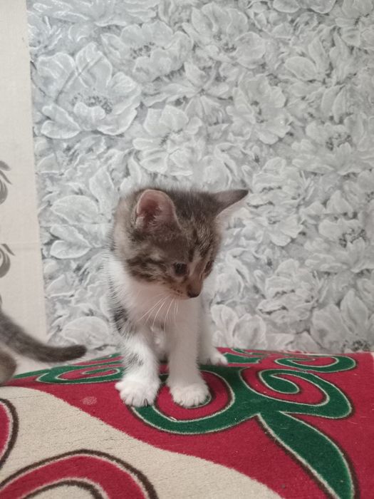Котенки в добрфе руки