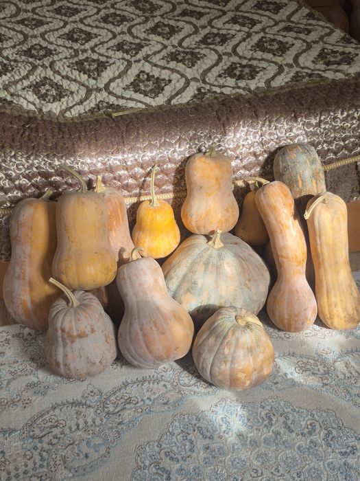 Продаю Тыкву мантная