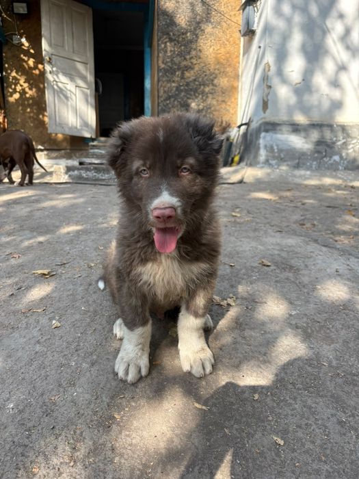 Продам щенка Алабай САО Тобет
