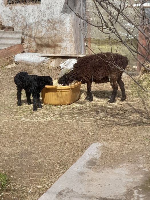 Она бола куйлар сотилади
