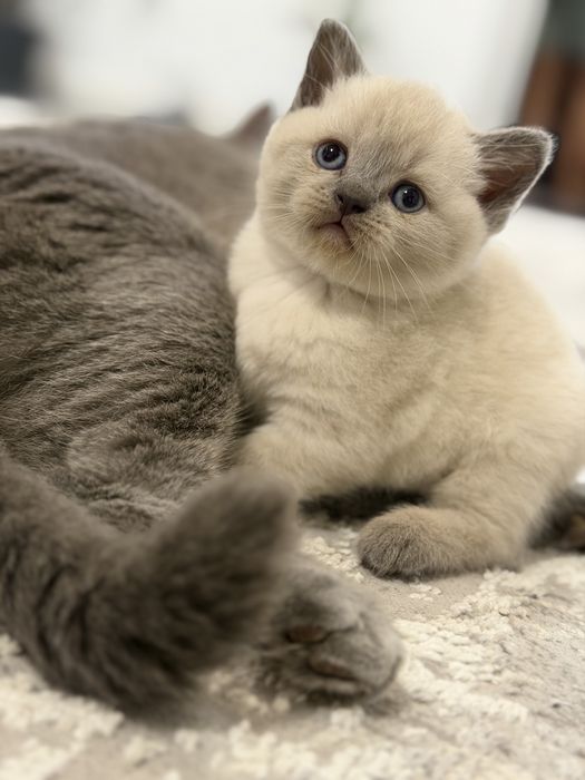 British shorthair blue