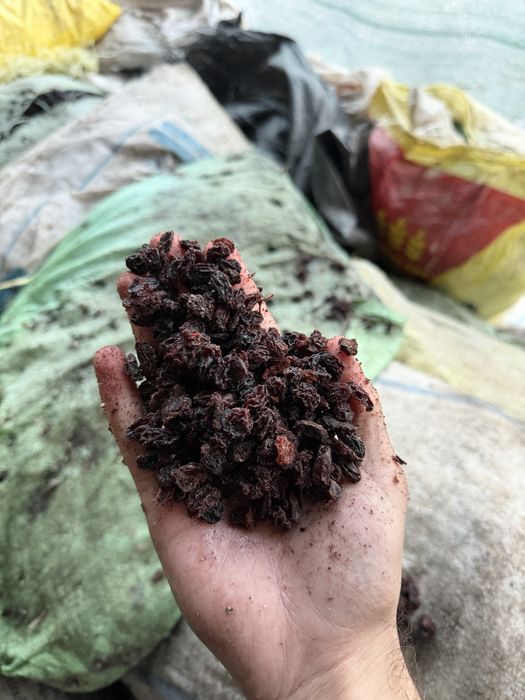 Chirik Mayiz кишмиш