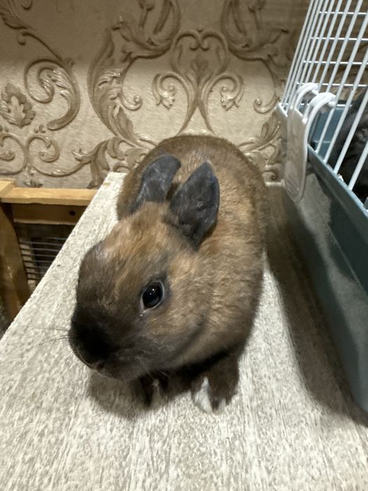 Недерланиской қулоғи тикка карлик қуён