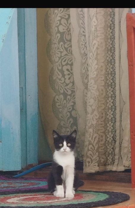 Кошка в хорошие руки