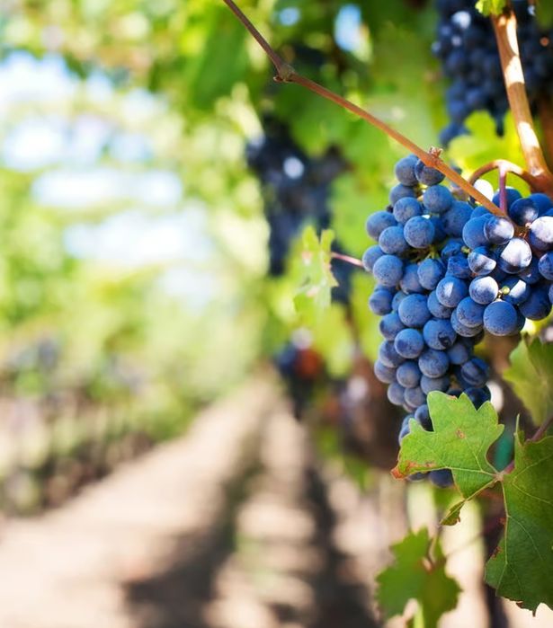 Обрезка винограда