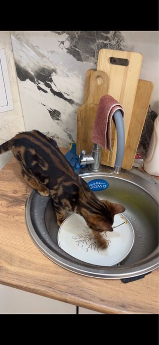 Бенгальский кот, 7-8 месяцев, мальчик