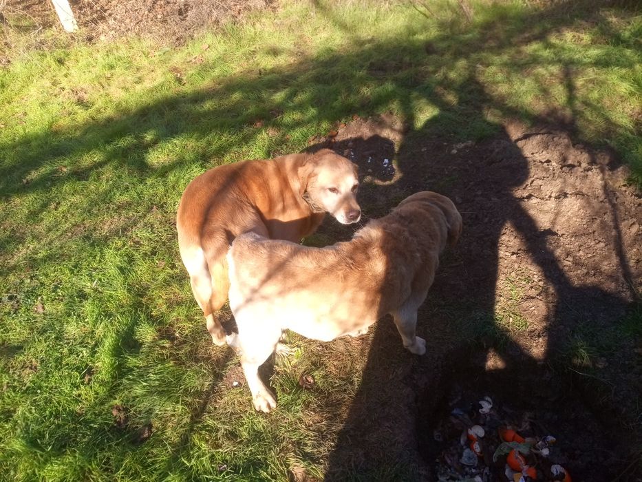 Чистокръвни лабрадори, златни и бежови