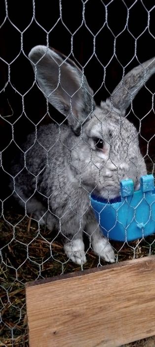 Vând iepurasi diferite rase