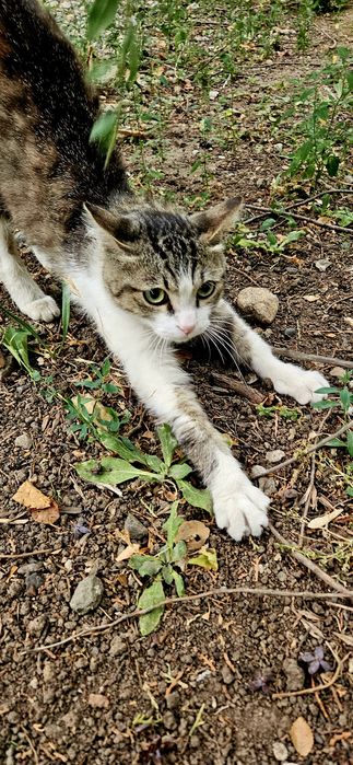 SOS!!! Котик срочно ищет хозяина!