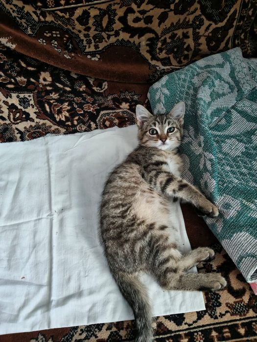 Котенок. 3 месяца