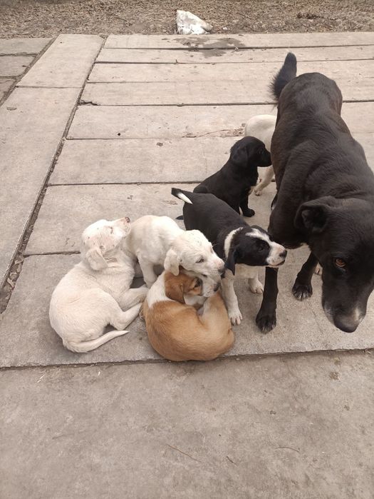 Щенки.  .дворняги.