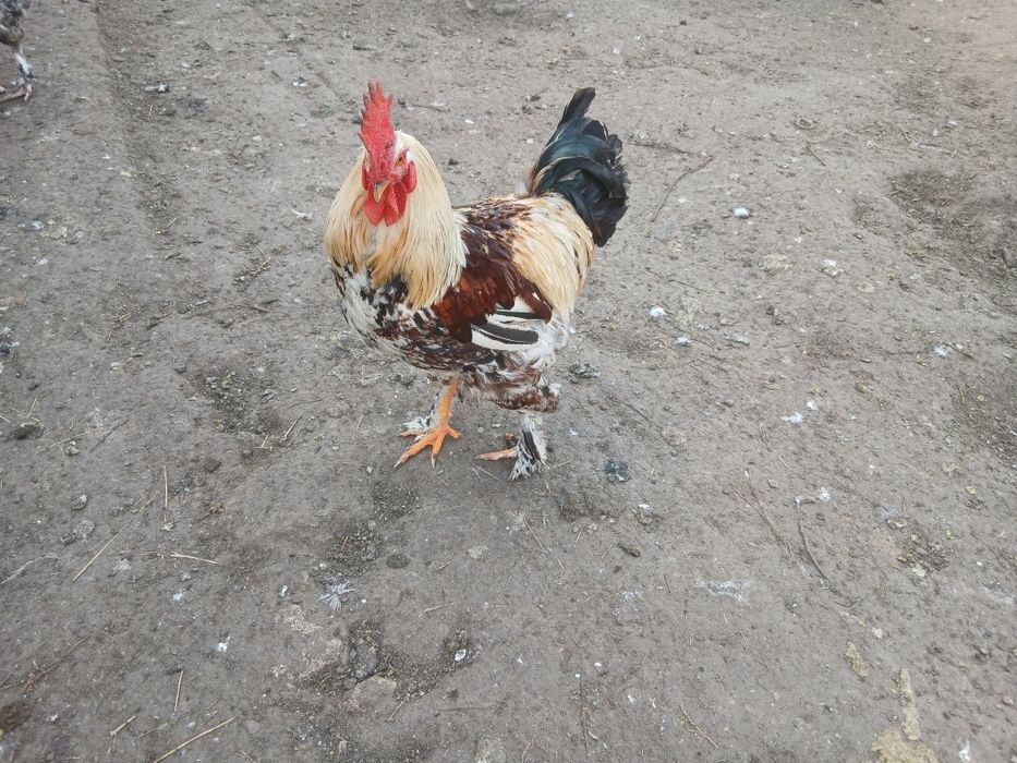 Vând păsări crescute bio  hranite cu cereale si iarba cocoși si rățoi