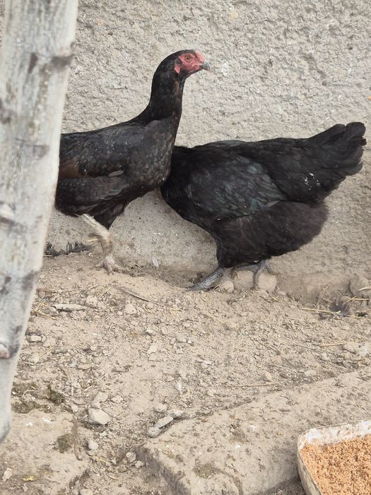 Таукытар курица сатылады