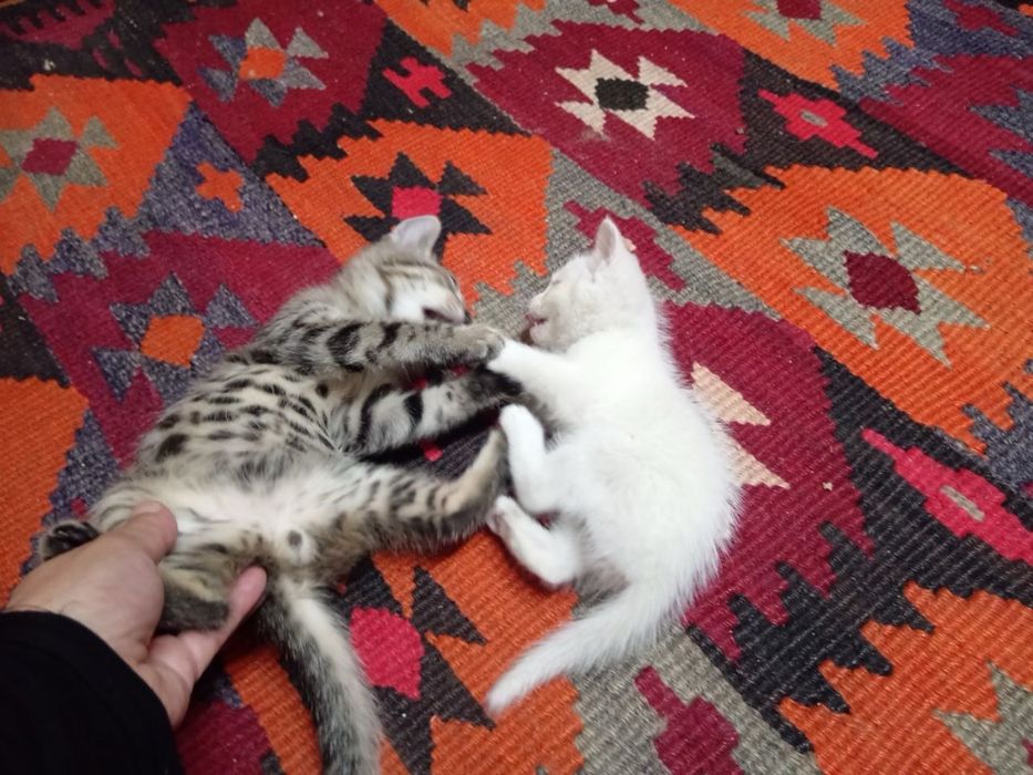 отдаются котята в добрые руки