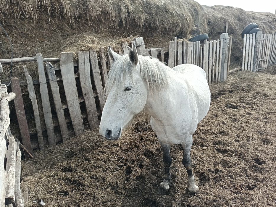 Продам жеребца, айгыр