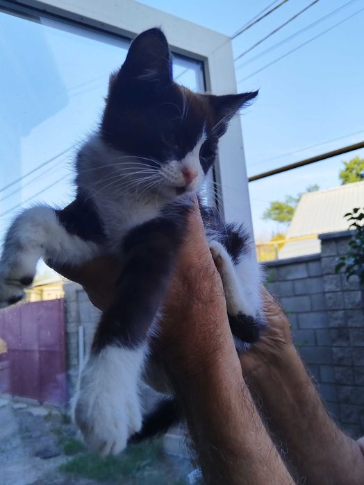 Отдам котят в хорошие руки