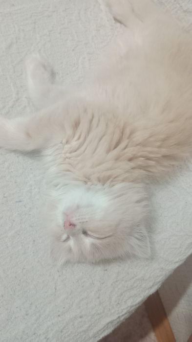 Отдам котенка бесплатно.