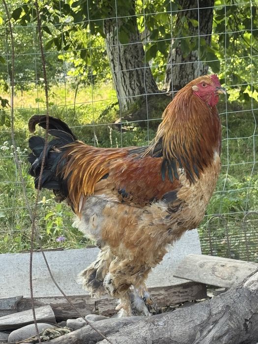 vând cocoș brahma
