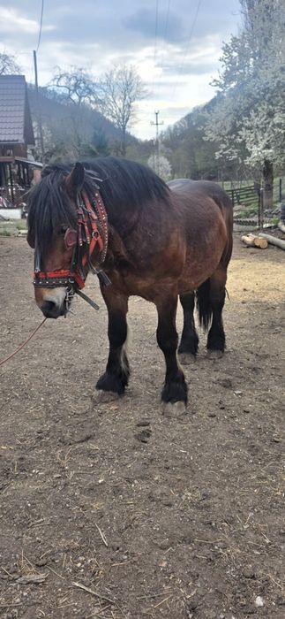 Vând armăsar sau de monta