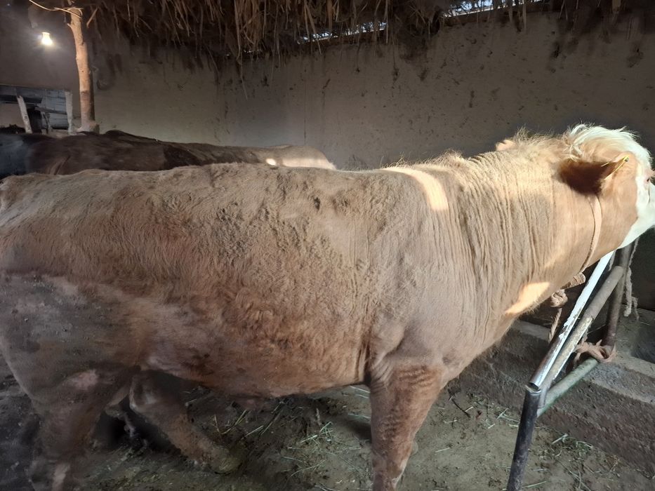 Бычка 2 года 2 бычка