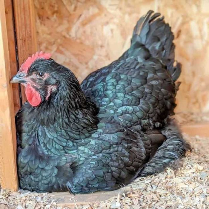 Vand Oua Australorp Negru si Albastru