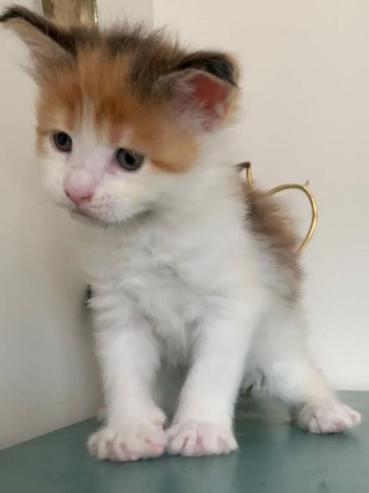 Малышка мейнкун (девочка)