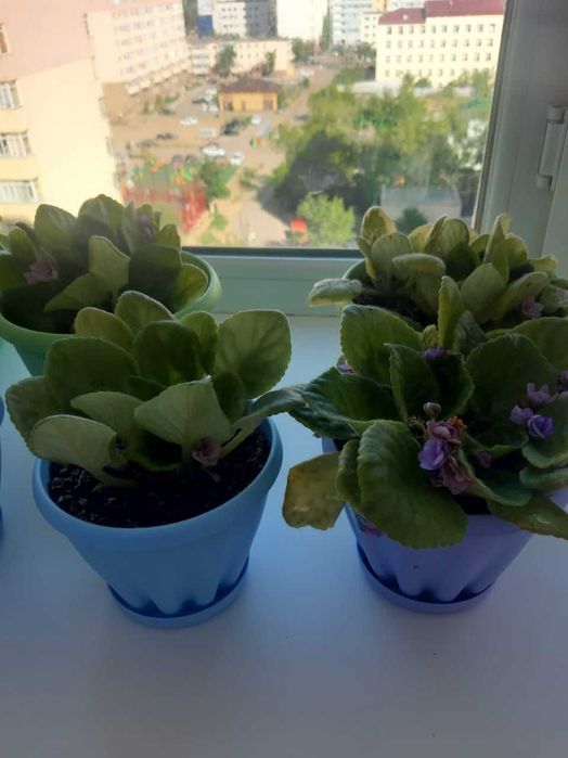 Продам комнатные фиалки