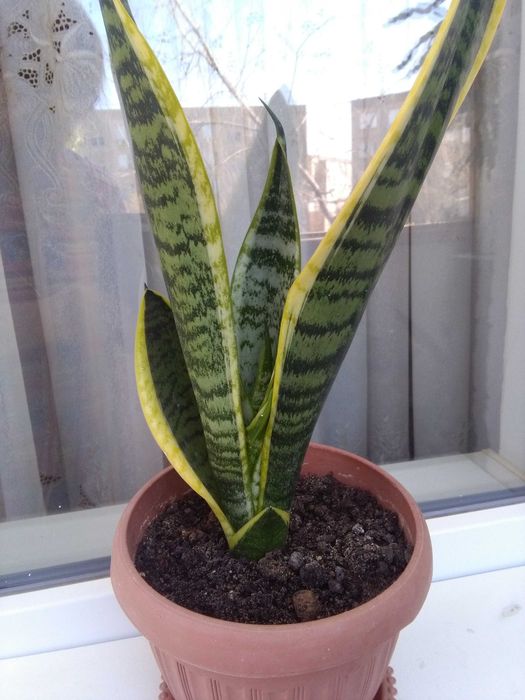 Яркая сансевиерия - трёхцветная