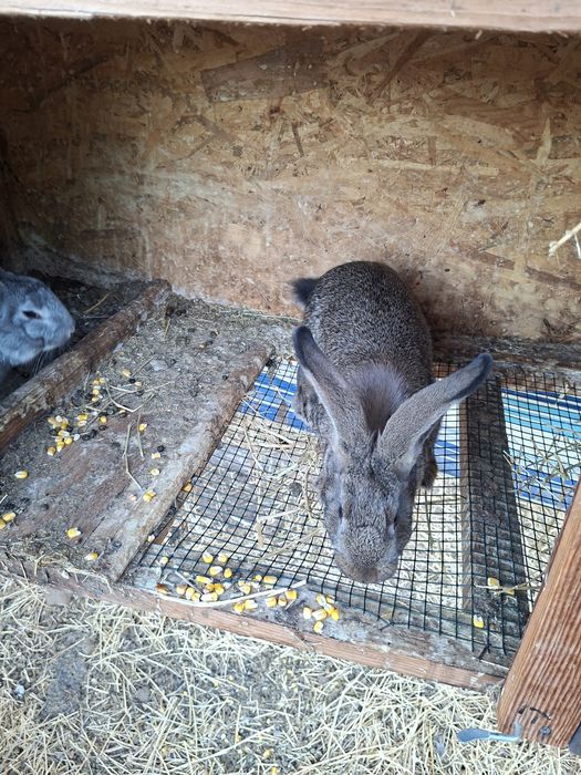 Vând iepuri toate vârstele