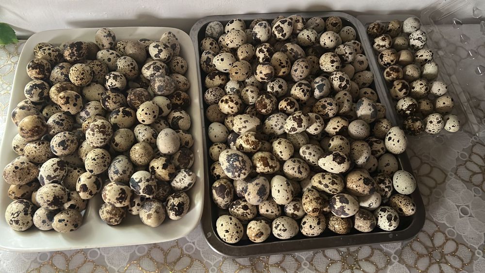 Ouă prepelite consum și incubat