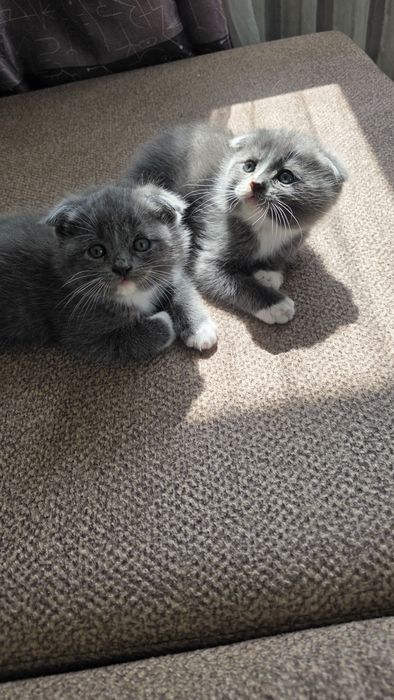 Продам шотландских котят