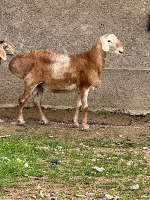 Продам кочкара 1,5 год