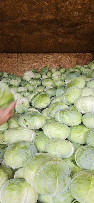 Varza in cantitati mari