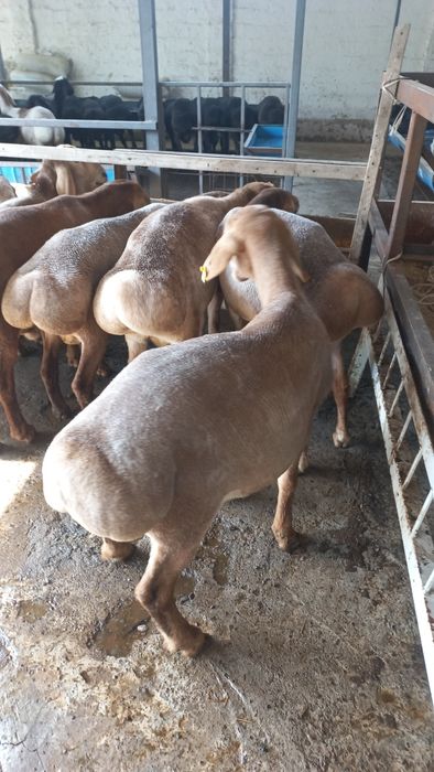 Киргигистон куйлари