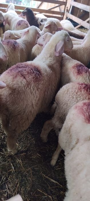 Vând berbecuții de rasă assaf