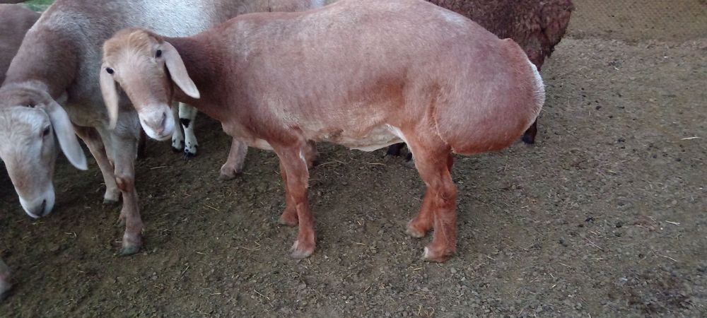 Арашан авгон гибрид совлик, куй