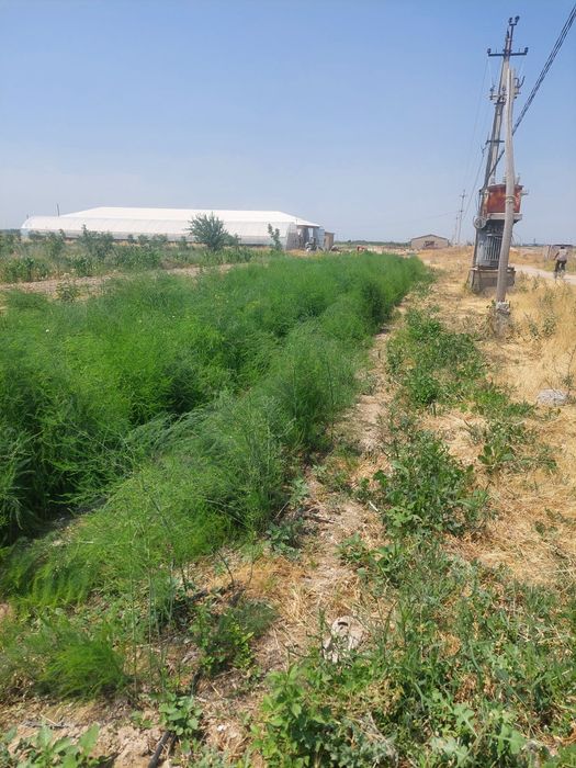 Продаю рассаду спаржи