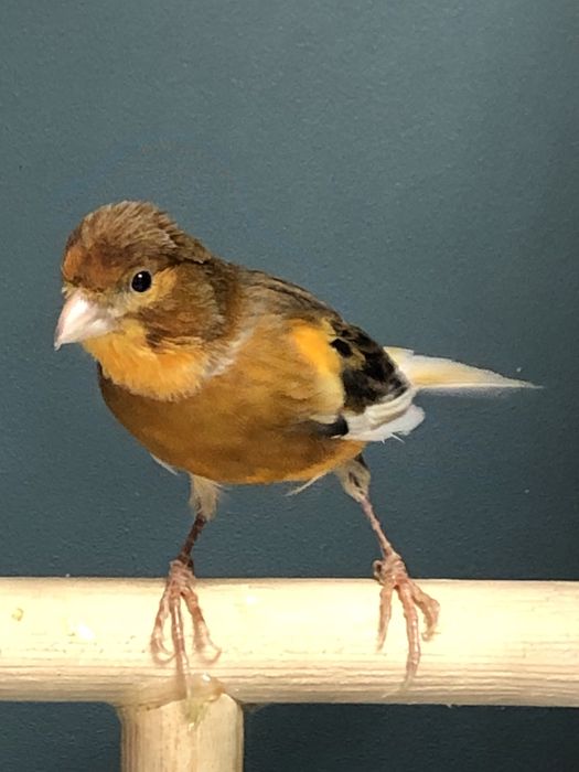 Канарейка кенор самец