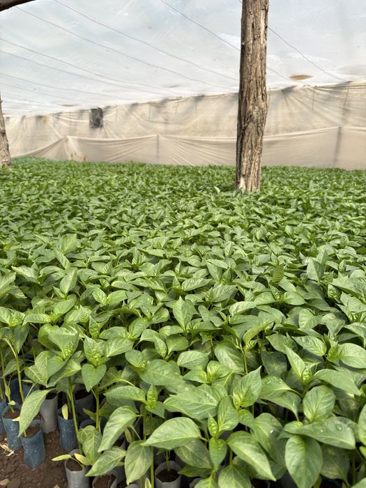 Rasaduri legume rosii, ardei, castraveti, vanata