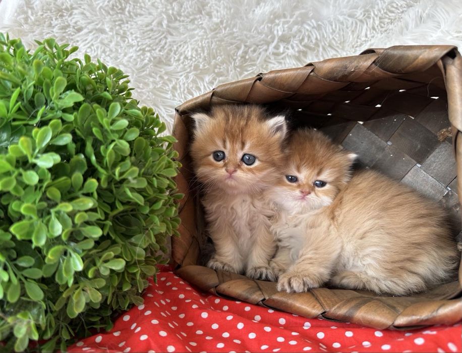 Златна чинчила -британски котенца