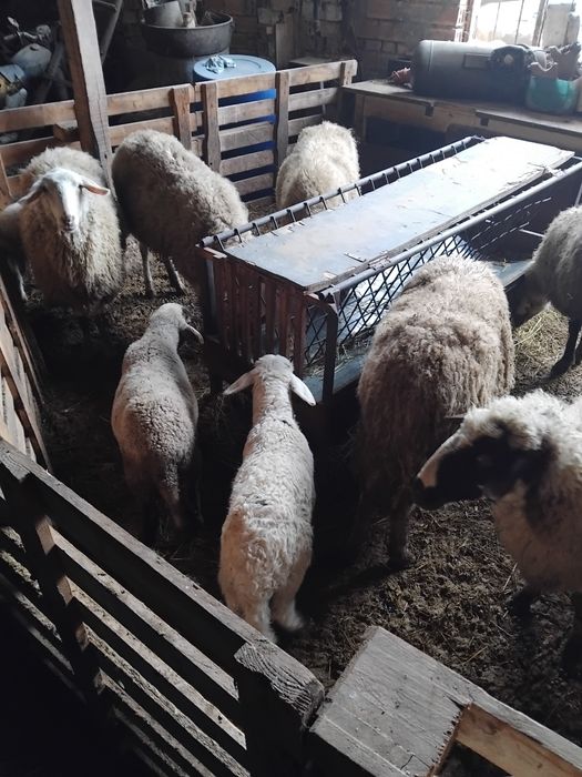 Овце с агнета,агнета.