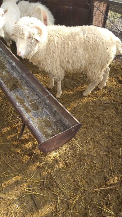 Кой сатылады / Продам баранов